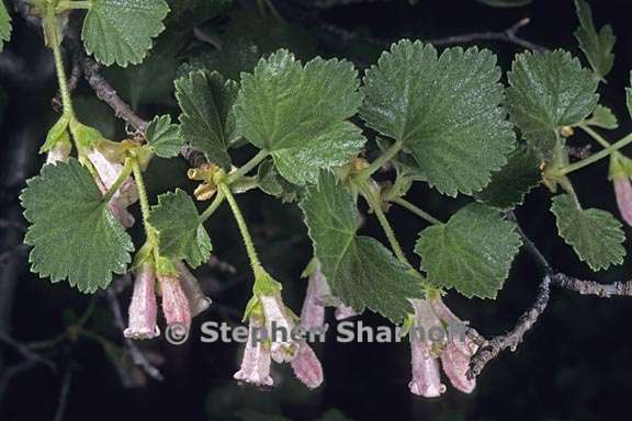 ribes cereum var. cereum 1 graphic